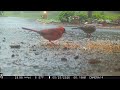 Cardinal and Mourning Dove Feeding