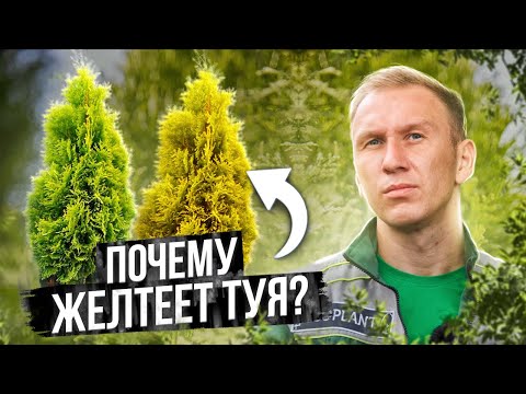 🔥 5 причин ПОЧЕМУ ЖЕЛТЕЕТ ТУЯ и как спасти пожелтевшую тую