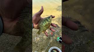 Catching big Shell Crackers.  Fish on. #fyp #trending #shorts