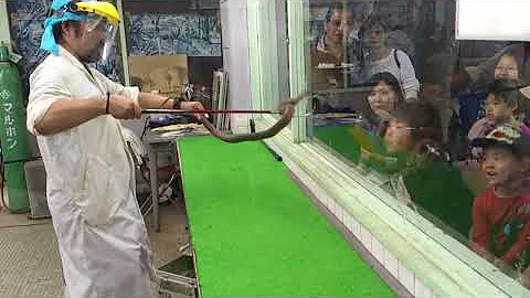 Download 四国毒吹き Mp4 Mp3