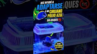 Así protejo a mis peces nuevos para que no lo lastimen🔐 #mcreef #peces #acuariomarino #acuario