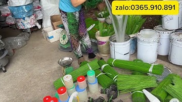 CẠM BÁN NGUYỆT ĐÁNH CHUỘT HAY ĐÁNH CÒ VẠC HIỆU QUẢ NHẤT.