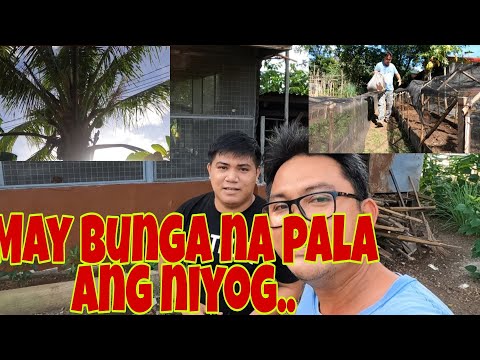 Video: Mga Kamatis Sa Mustasa Brine