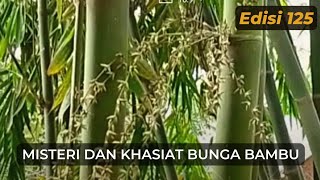 Misteri Dan Khasiat Bunga Bambu | Edisi 125