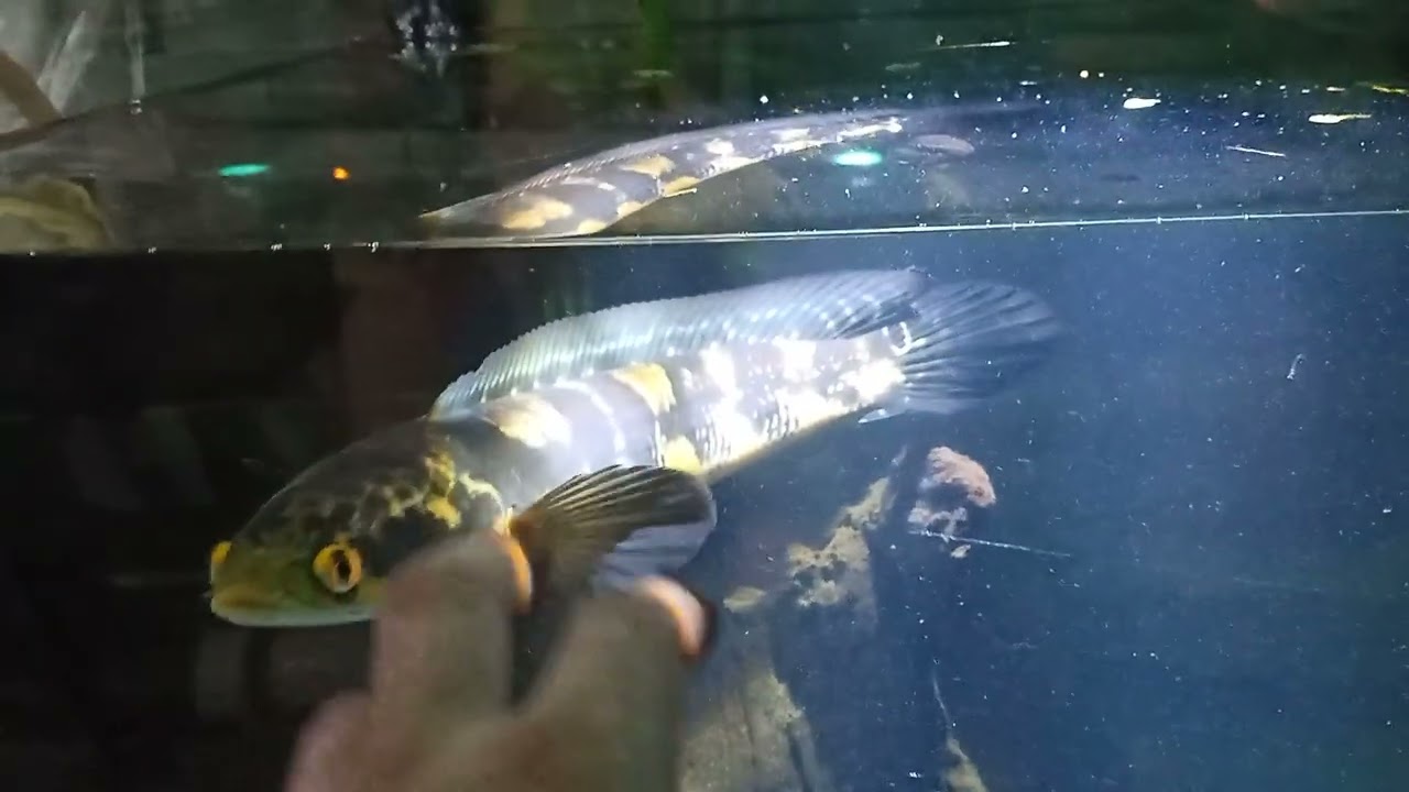 channa marulius (sp perak) snake head fish