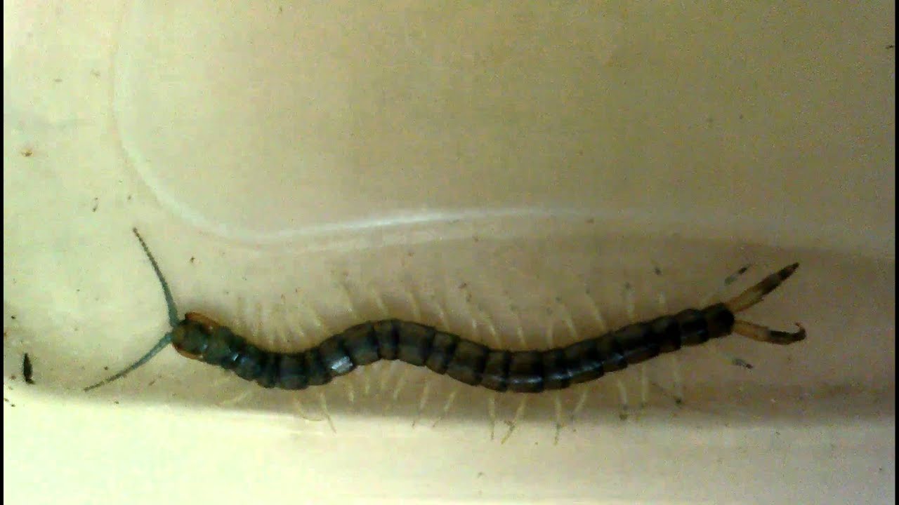 Hemiscolopendra marginata