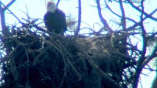 Princess the Eagle at her nest