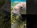 Underwater Animals – The World's Strangest Aquatic Creatures! 😱 #shorts