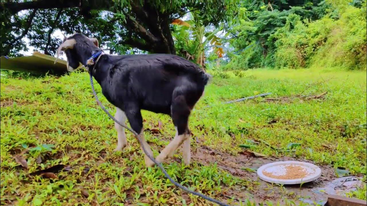 Mini Goat Farm in La Union Mini Goat Farm in La Union