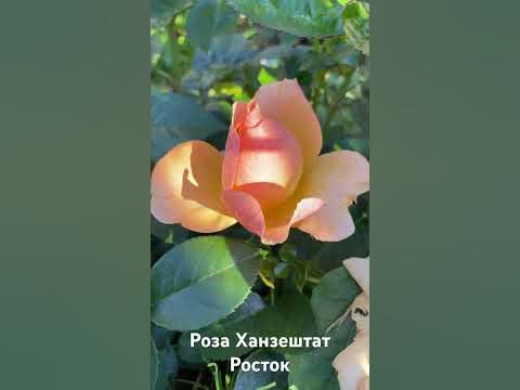 Роза Хансенштат Росток/ rose Hansestadt Rostock - YouTube