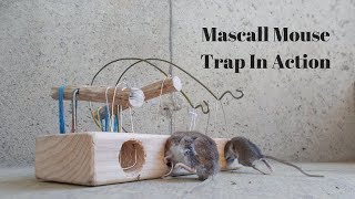 400 Year Old Mouse Trap In Action