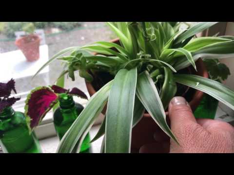 Video: Calathea-växtförökning – tips för att föröka Calathea-växter