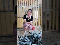 不必焦慮,天涼鴿就愛飛了 #賽鴿 #pigeon #鴿舍