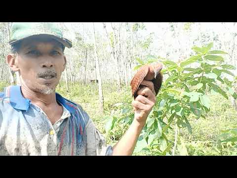 jaring burung yg sudah terpasang kena burung pelatuk kijang yg suaranya super keras part2
