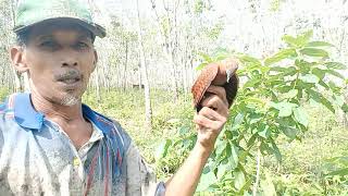 jaring burung yg sudah terpasang kena burung pelatuk kijang yg suaranya super keras part2