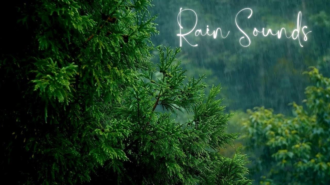 Relaxing Sound of Rain and Wind in Forest 1 Hour | Soothing Sounds of ...