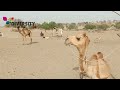 Camels waiting for water  animals of thar  diversity of thar