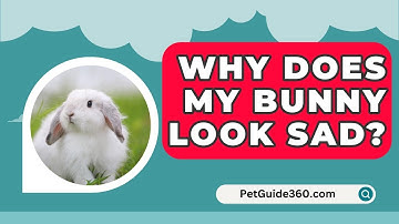 Why Does My Bunny Look Sad? - PetGuide360.com