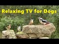 Relax Your Dog TV ~ Enchanting Bird Sounds for Dogs ⭐ 10 HOURS ⭐