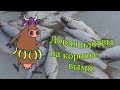 Ловля плотвы на коровье вымя. My fishing.