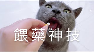 餵貓吃藥不用激戰貓其實很好騙吃藥