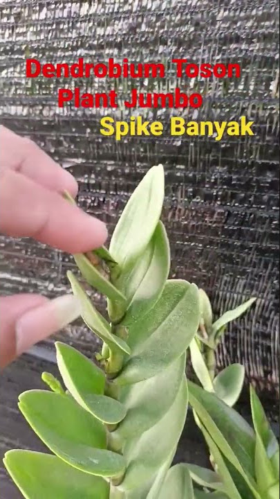 Dendrobium Toson Plant Joss