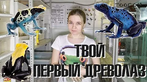 Твой первый древолаз! Пятнистый однозначно :)
