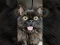 😹 #cat #kitten #shortvideo #cute #cats #pets #cutecat #blackcat #funnycats #funny