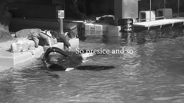 [🌙 ] You Are The Moon - Deceased Killer Whale MEP || For AmberOcean