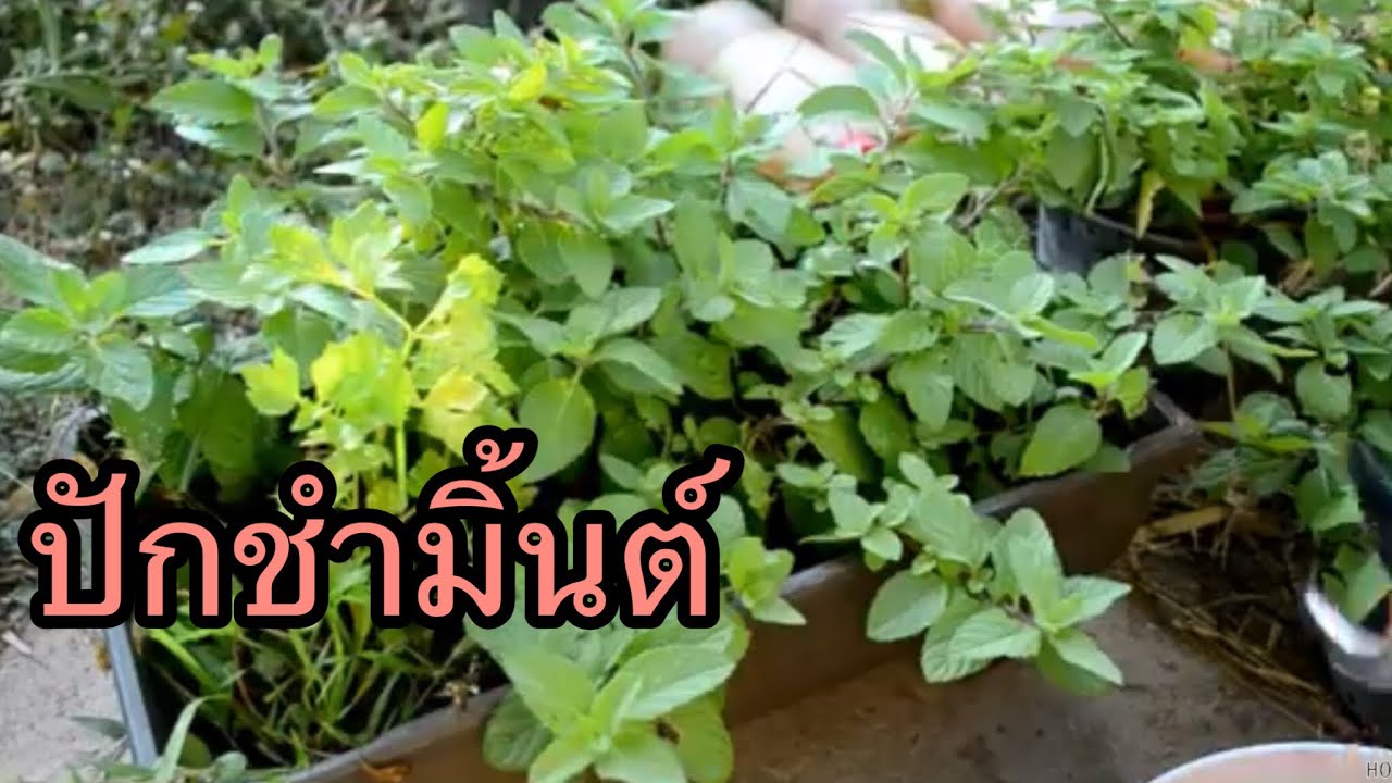 ปักชำสเปียร์มิ้นต์ l บ้านไร่โฮมฮัก