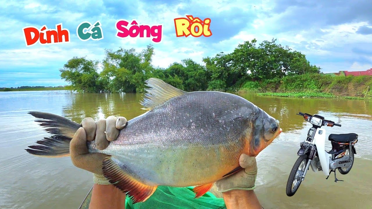 Con Cá To Đầu Tiên Ở Sông Dính Lưới Và Tin Vui Xe Tặng Bố Đã Có Biển / Quế Nghịch
