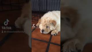 Baby Chow Chow ??