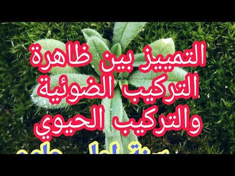 التمييز بين ظاهرة التركيب الضوئي و ظاهرة التركيب الحيوي