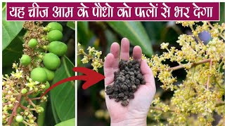 यह चज आम क पध क फल स भर दग Essential Mango Fertiliser For All Mango Plants For Fruiting