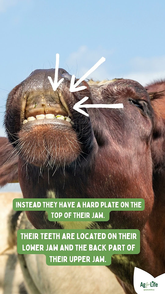 how-do-cattle-eat-youtube
