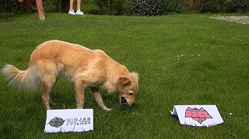 Dog predicts results in CS:GO, NiP-HR, 10-09-2014