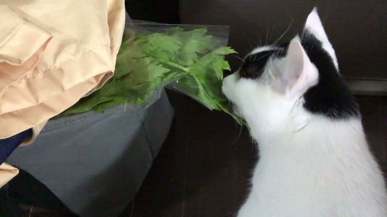 セロリを盗み食いする猫 Youtube