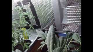 a look at my bag seed experiment week 5 of flower