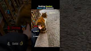 Ranking The Most Random Street Cats #shorts #funnycats #unhinged