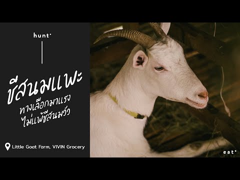 ชีสนมแพะ ทางเลือกที่มาแรงไม่แพ้ชีสนมวัว I Hunt EP.3