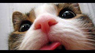 Смешные коты и кошки. Прикольные видео #9 /  2015