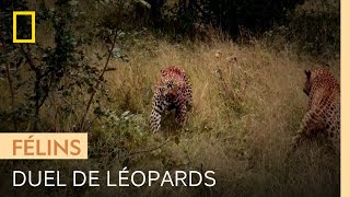 Une femelle léopard en chaleur peut attirer l&#39;attention des indésirables
