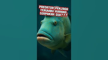 Ikan Napoleon Penjaga Terumbu karang
