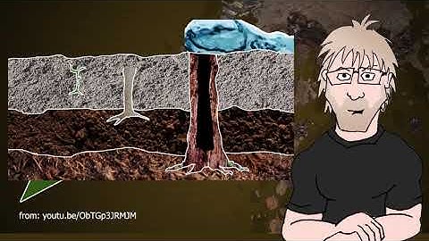 #PaulogiaSnippets: Upright (Polystrate) Fossil Creation