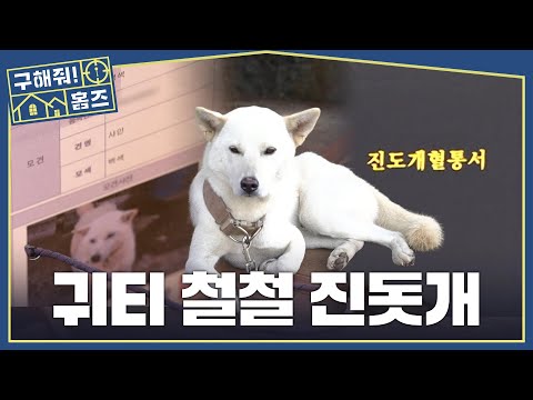 [구해줘! 홈즈] 얘 족보가 나보다 화려하네...🐕 부자 회장님네 잘생긴 진돗개👑, MBC 261001 방송