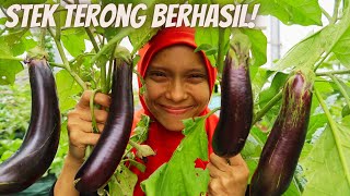 Ep.274 Stek terong berhasil berbuah lebat cuma dikasih pupuk sampah daun