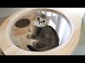 Here’s a kitten proudly climbing up a cat tower…