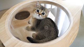Here’s a kitten proudly climbing up a cat tower…