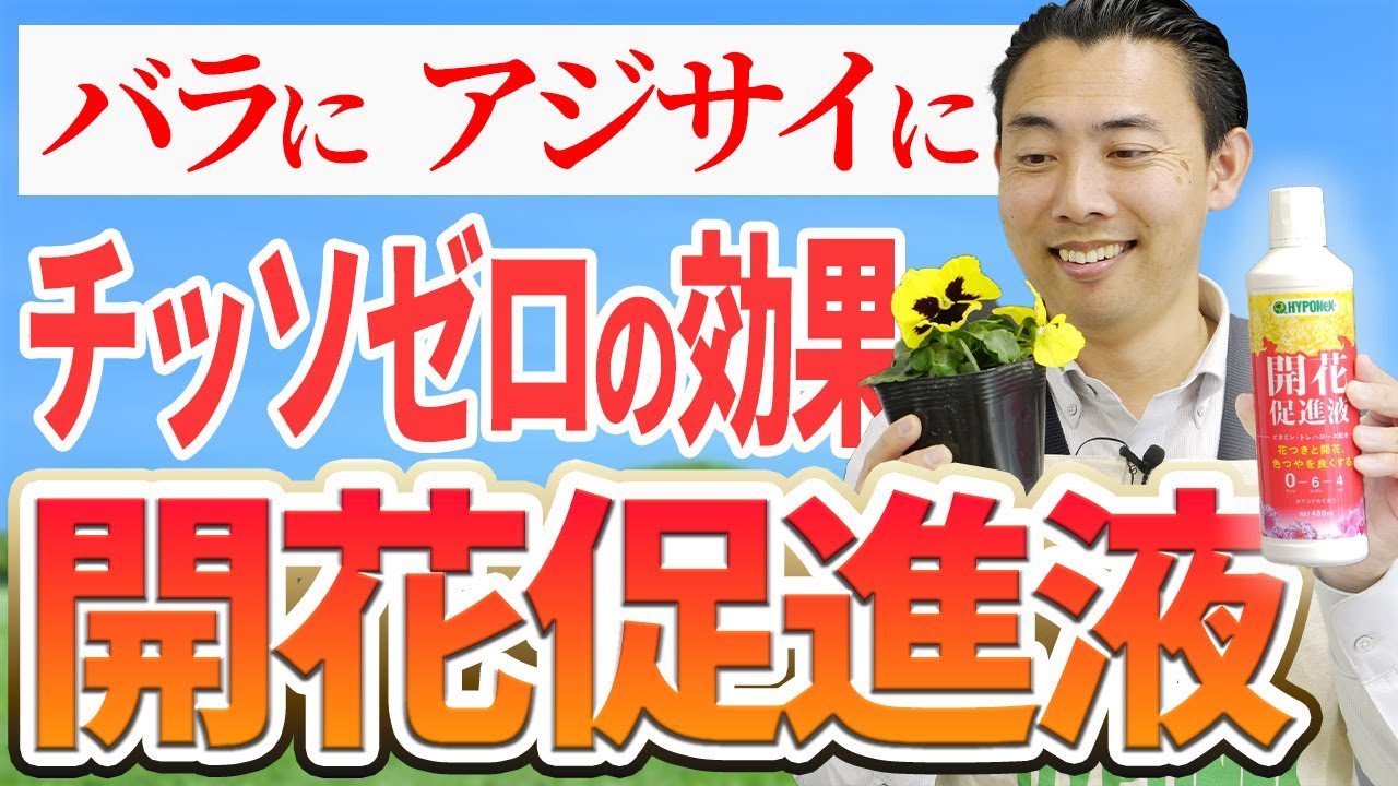 開花促進液って何!バラやアジサイをキレイに咲かせる資材を解説!苗を植える時の使い方を徹底解説【園芸の基本】【園芸塾】【ハイポネックス】