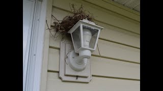 NO HARM! DIY Bird Repellent by Always Tinkering 62,515 views 4 years ago 6 minutes, 55 seconds